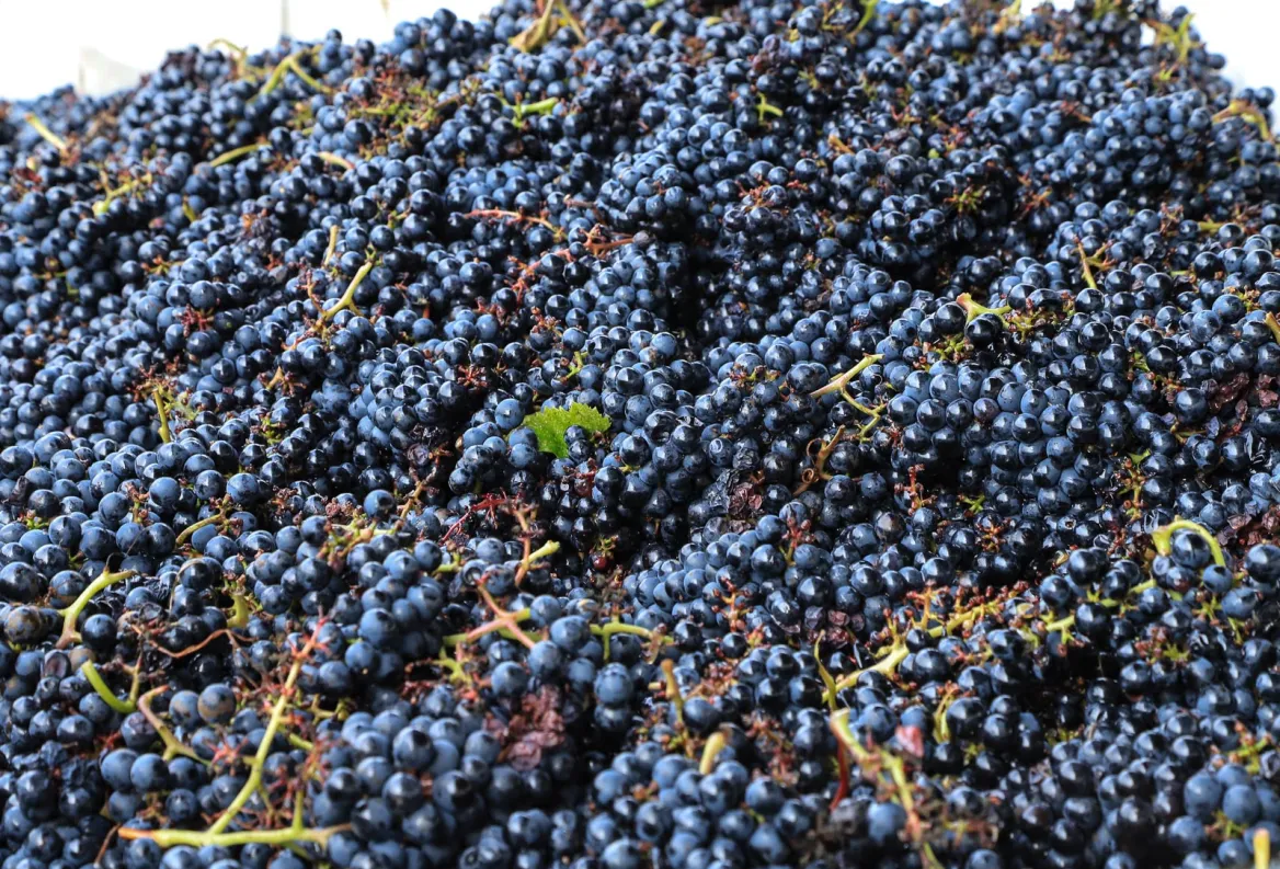 Grape
