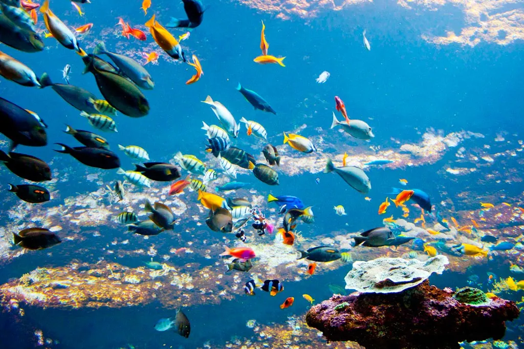 Aquarium de Biarritz