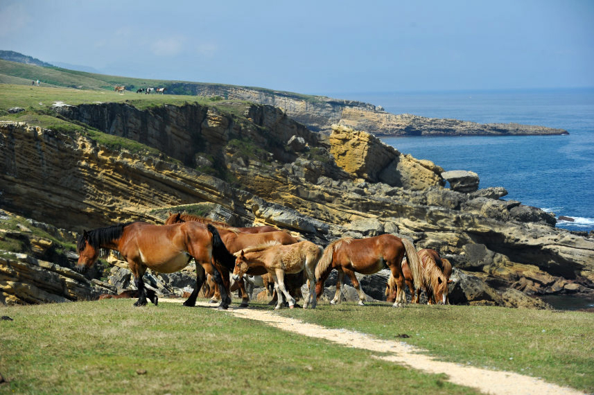 Le Sanctuaire de Guadalupe et les Pottoks, chevaux sauvages basques, sur le Jaizkibel