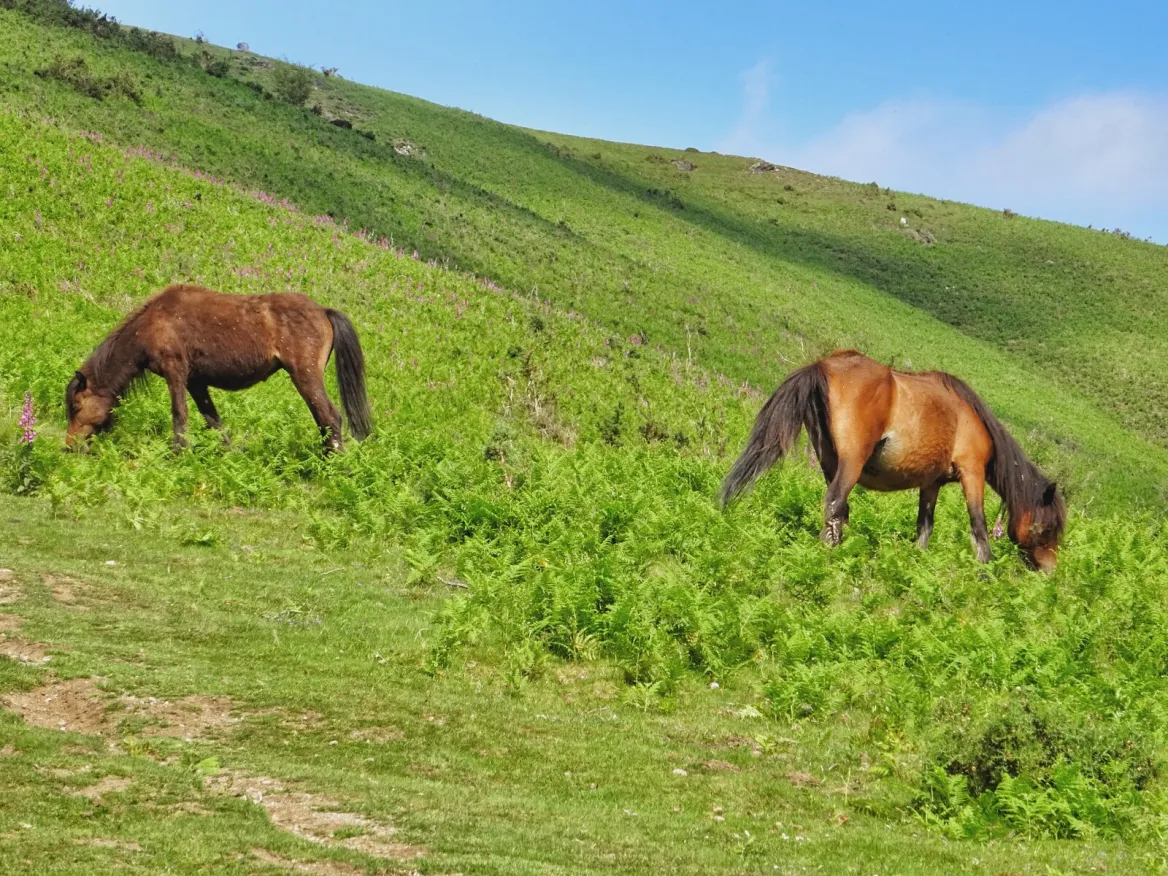 wild horses