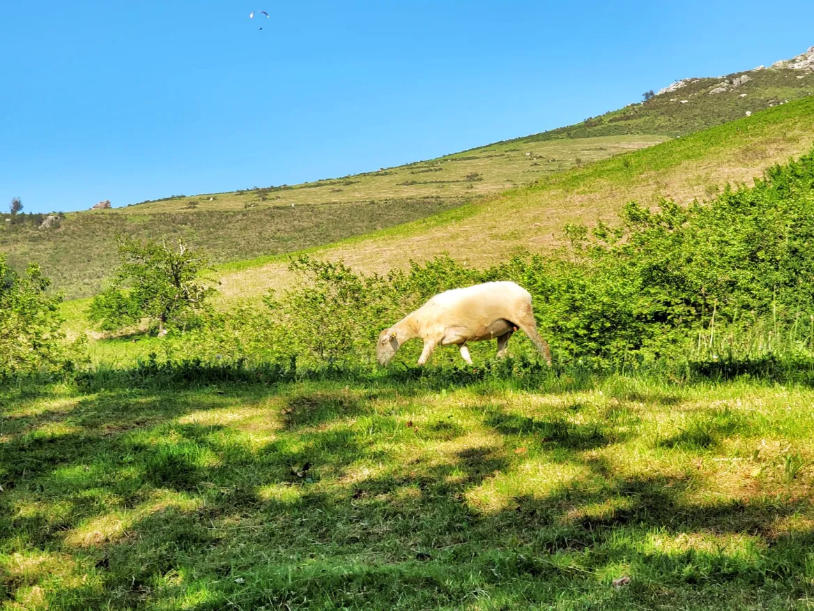 pastures