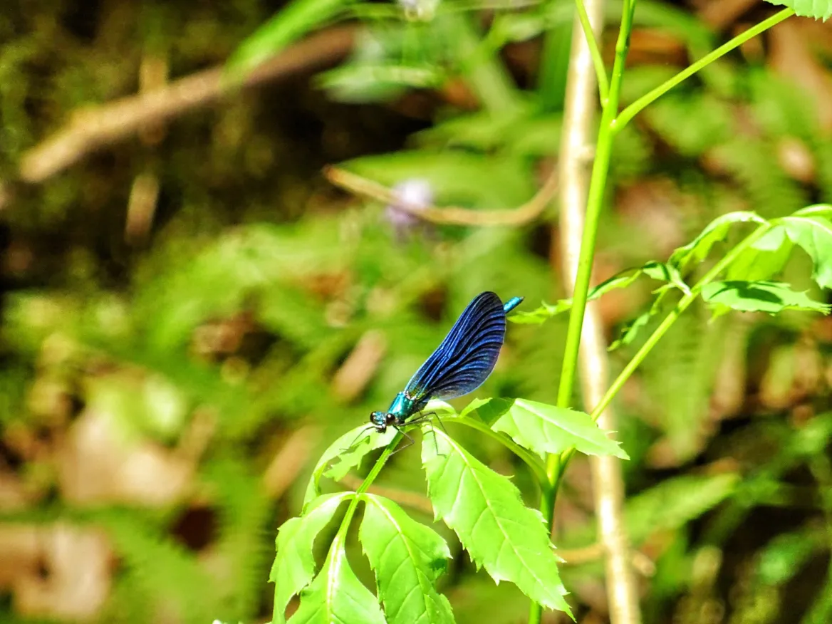 undergrowth