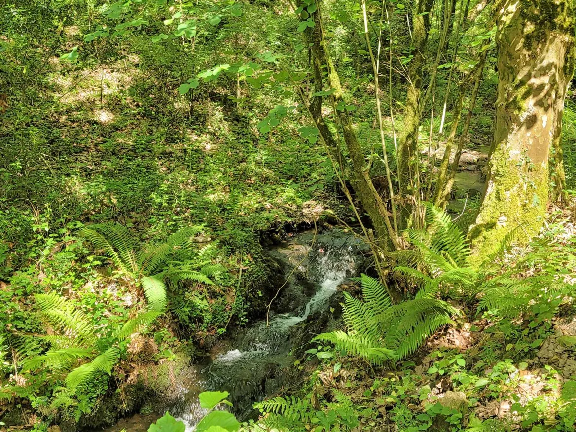 undergrowth
