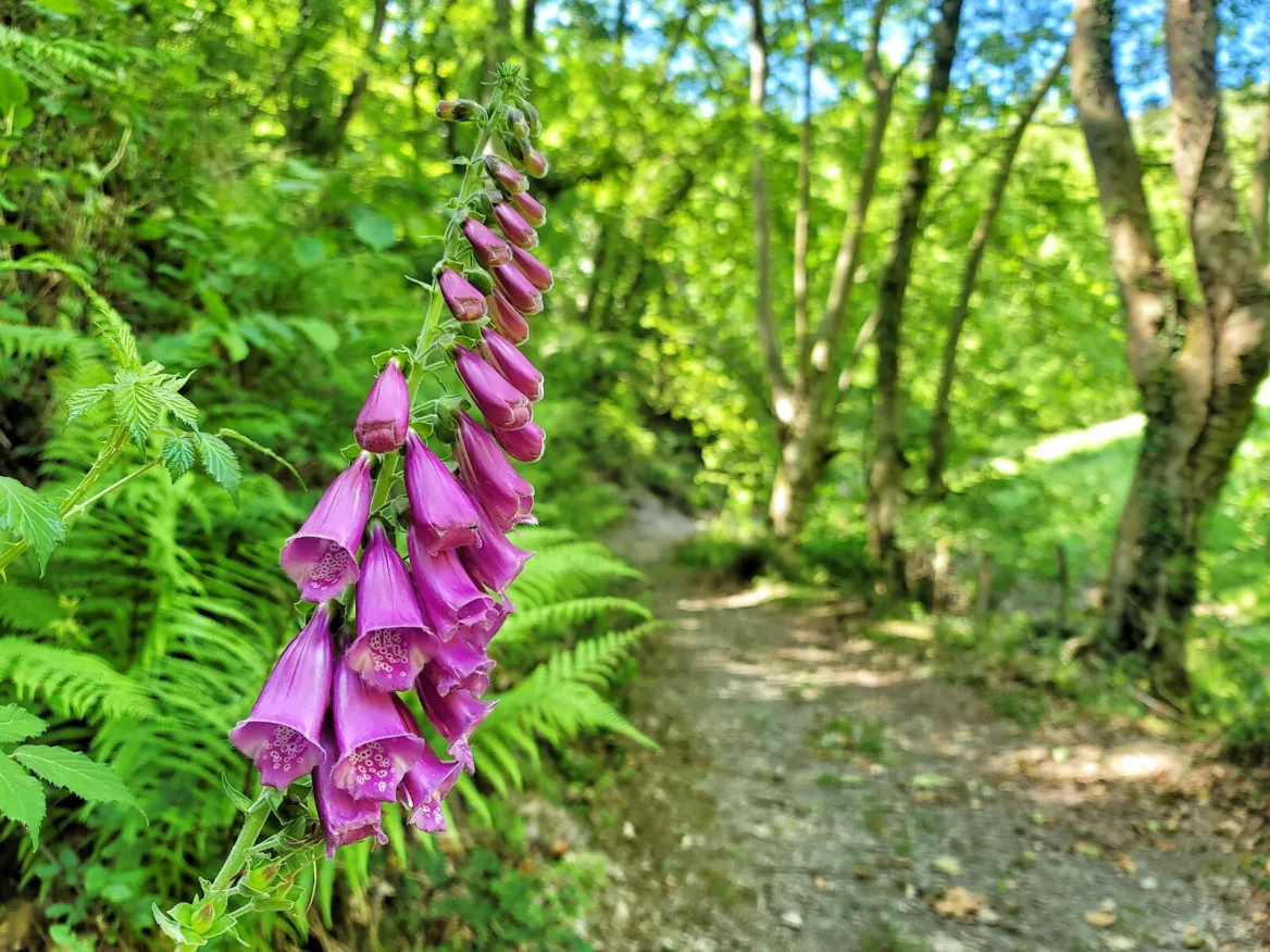 nature