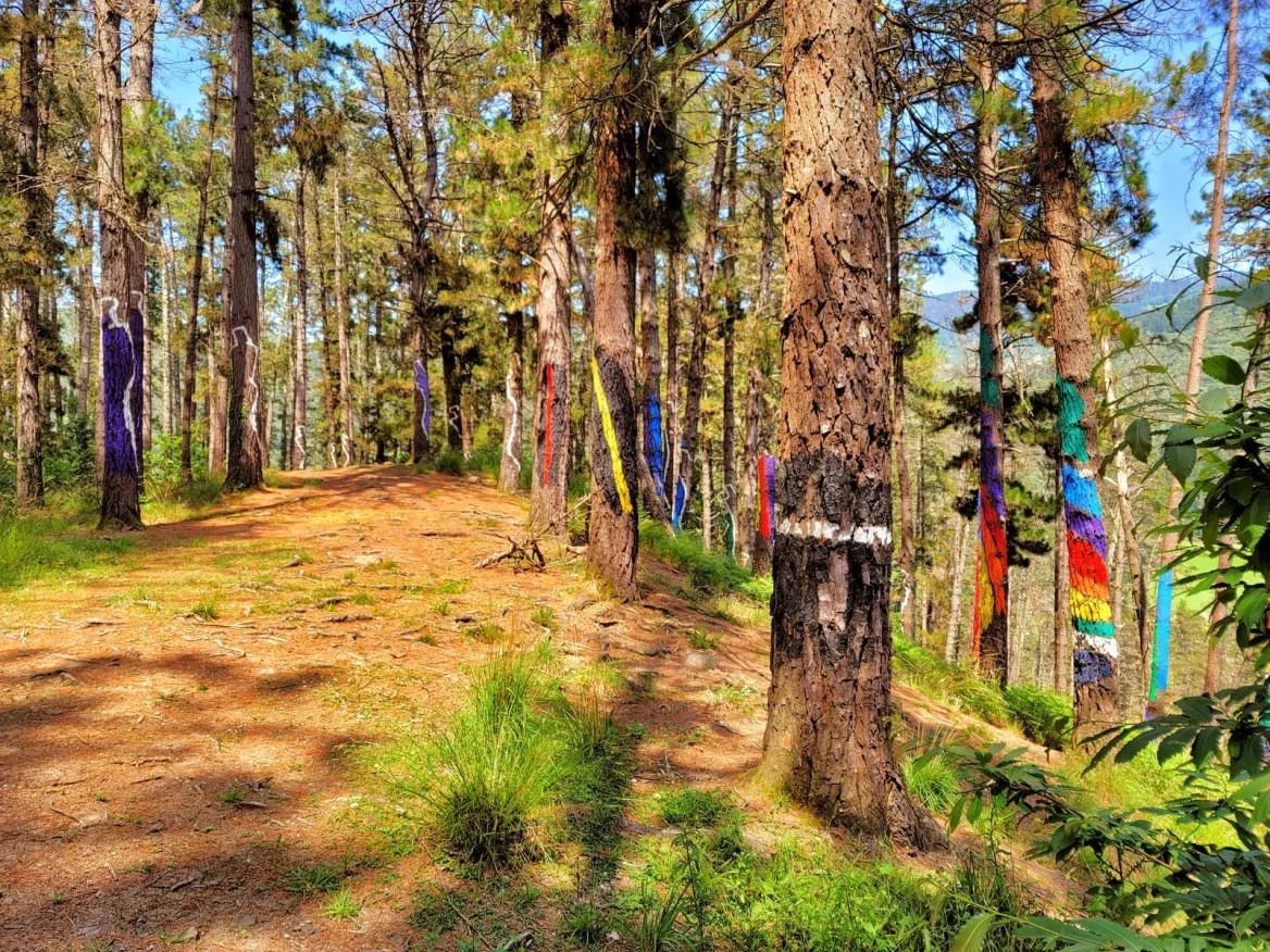 Bosque de Oma