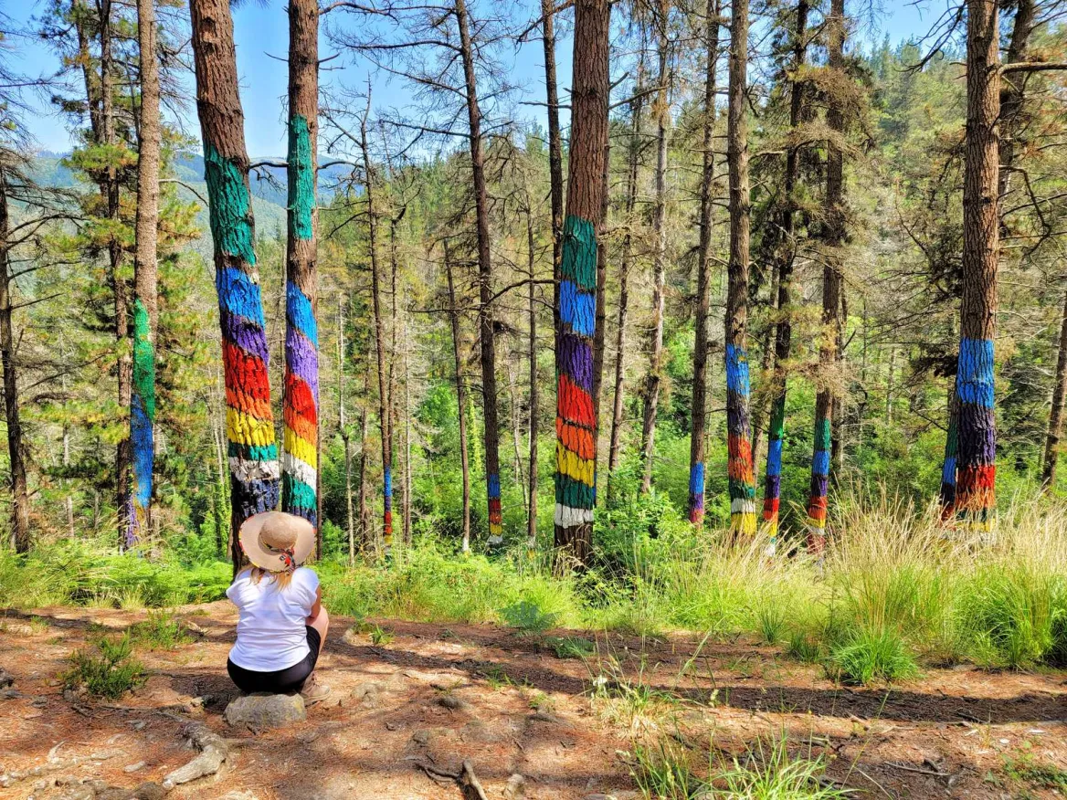 Bosque de Oma