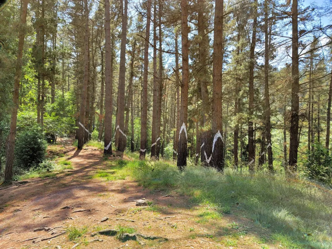 Bosque de Oma