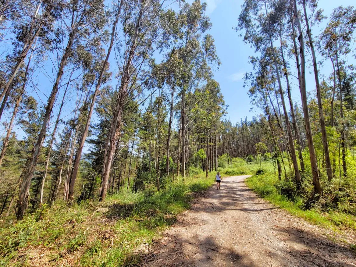 Bosque de Oma