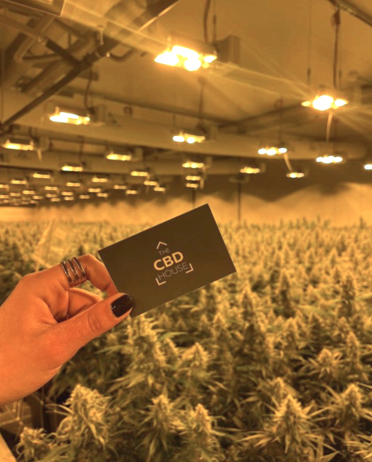 CBD House producers
