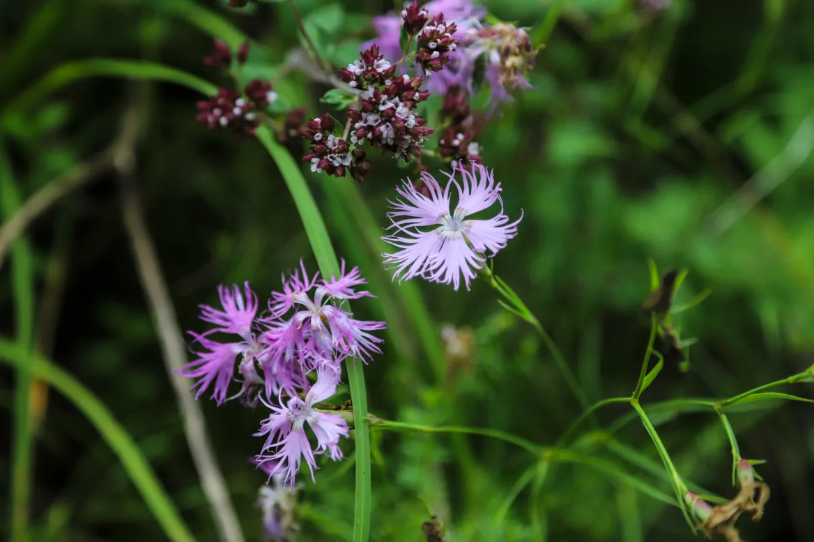 Spécimens de fleurs et de plantes aquatiques