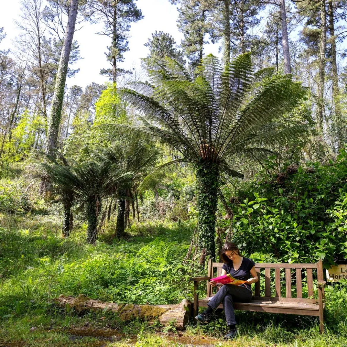 Ferns Wow Park