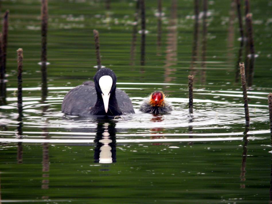 Hondarribia Ecological Park