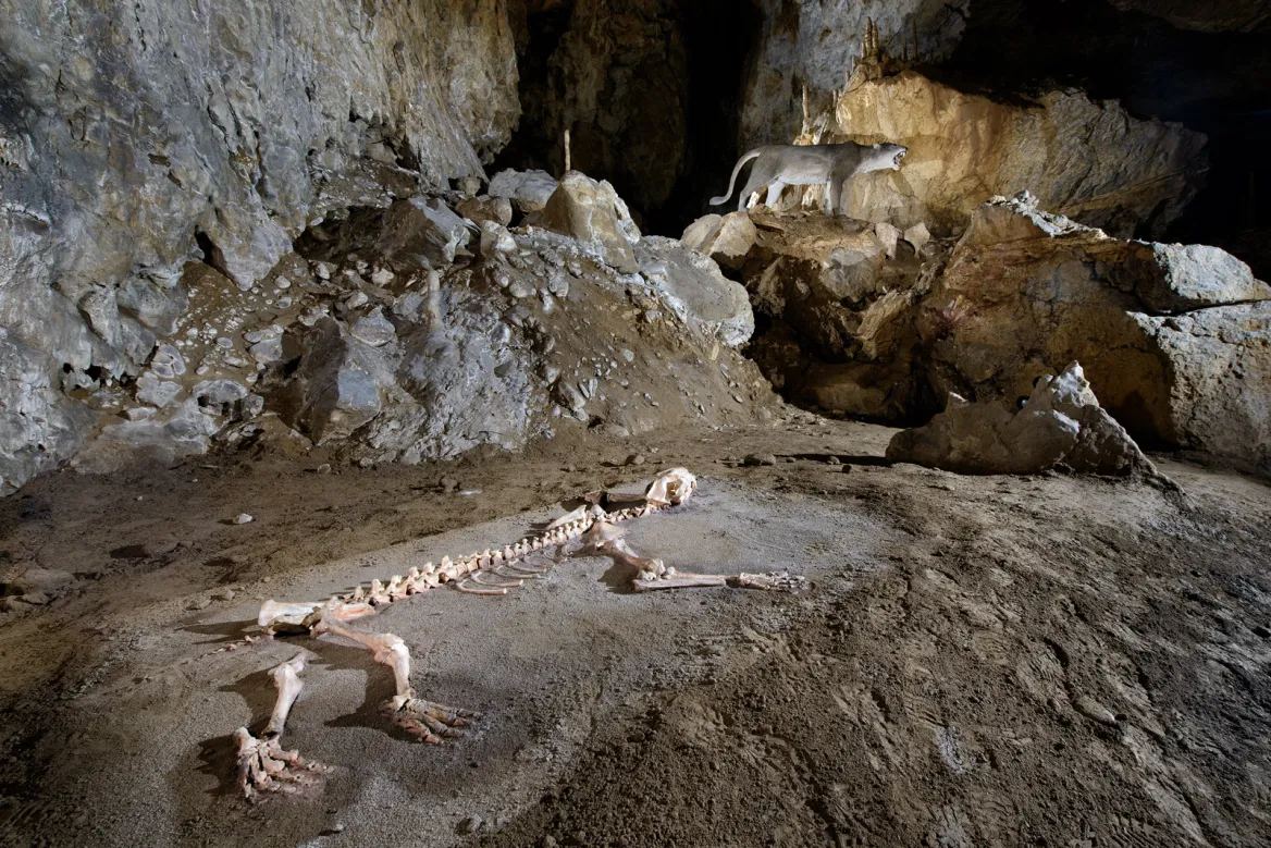 Cave lion Photo: Sergio Laburu Felix Ugarte Elkartea