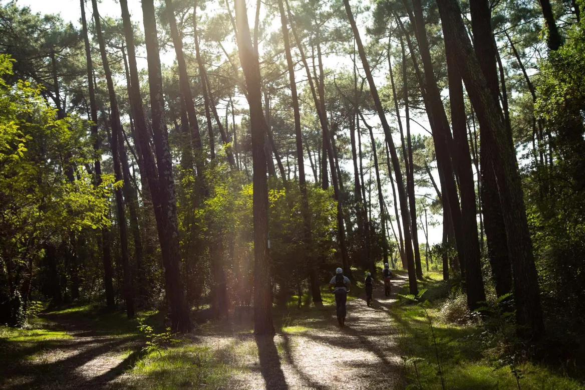 Pignada Forest Photo Lesley Williamson