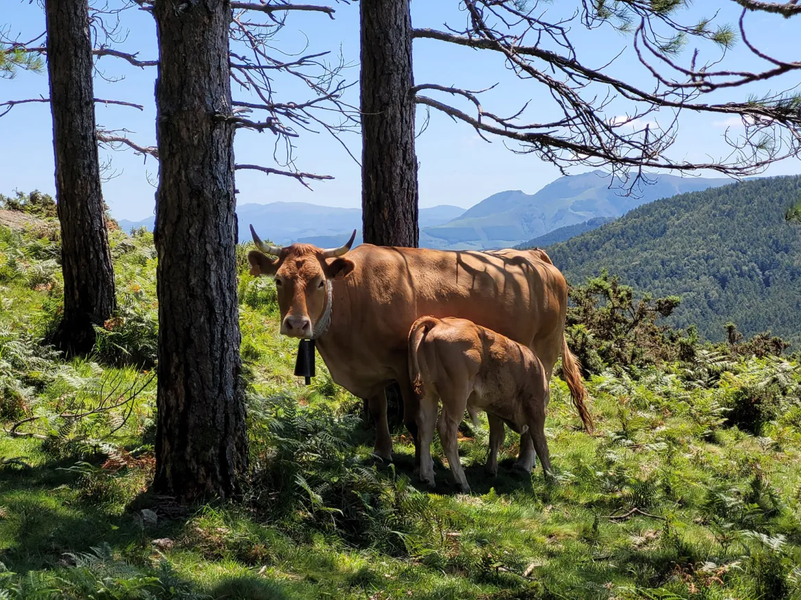 Las 3 coronas de vaca