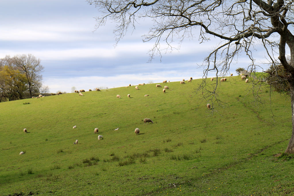 Bidart et ses paysages de montagne