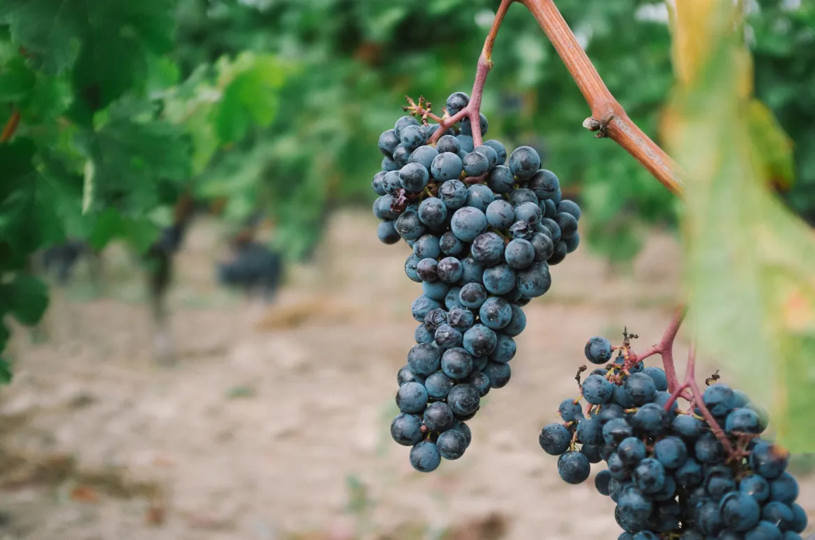 Grape photo: Howard Bouchevereau Unsplash