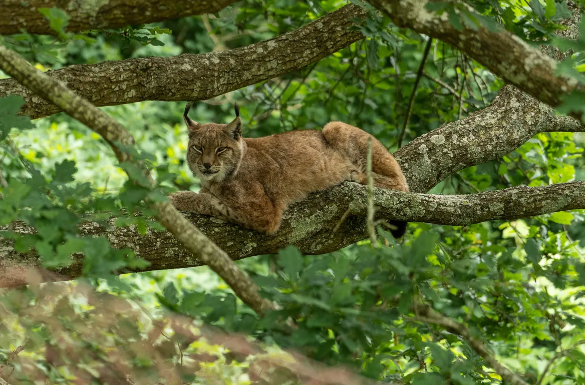 Karpin Fauna
