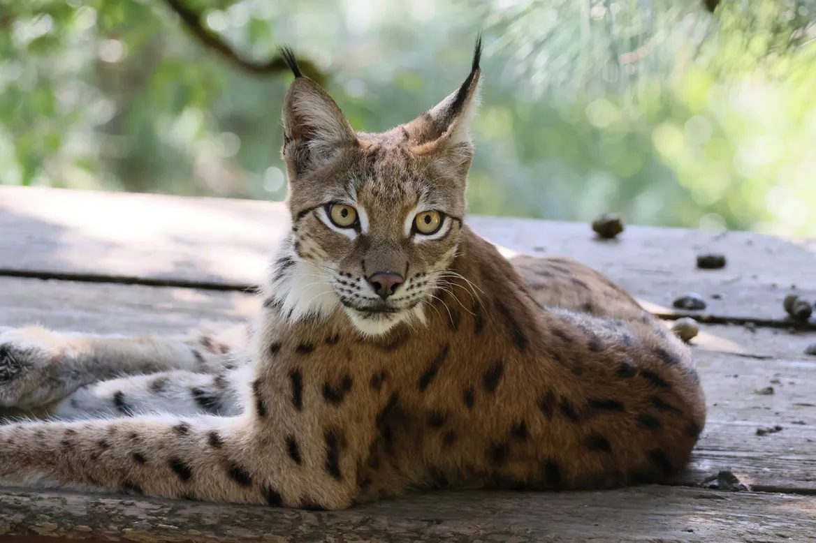 Lince