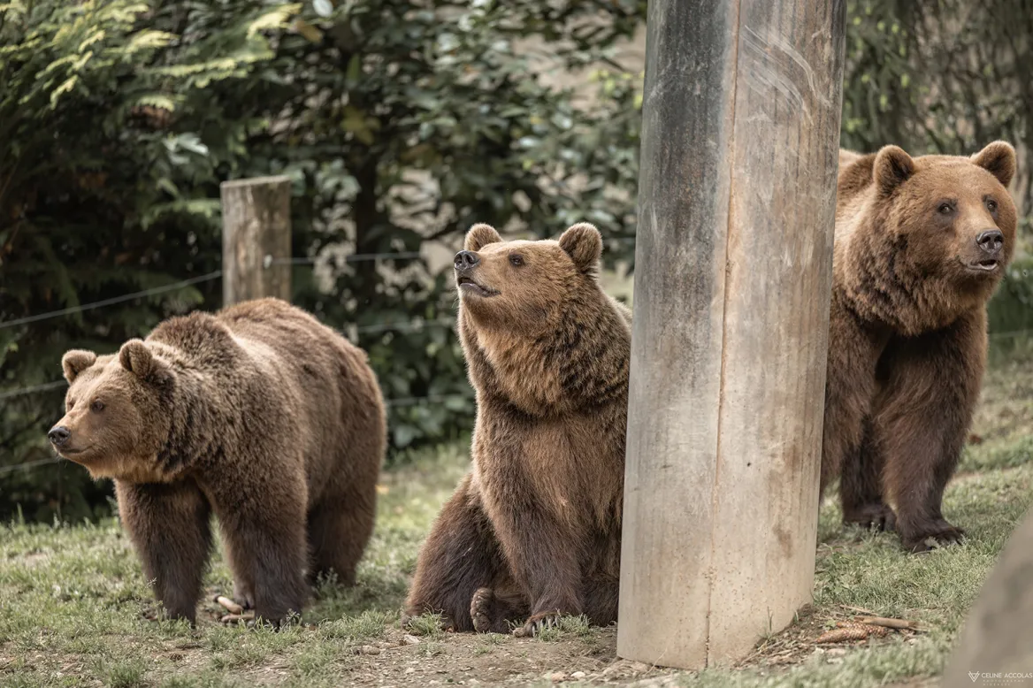 Oso