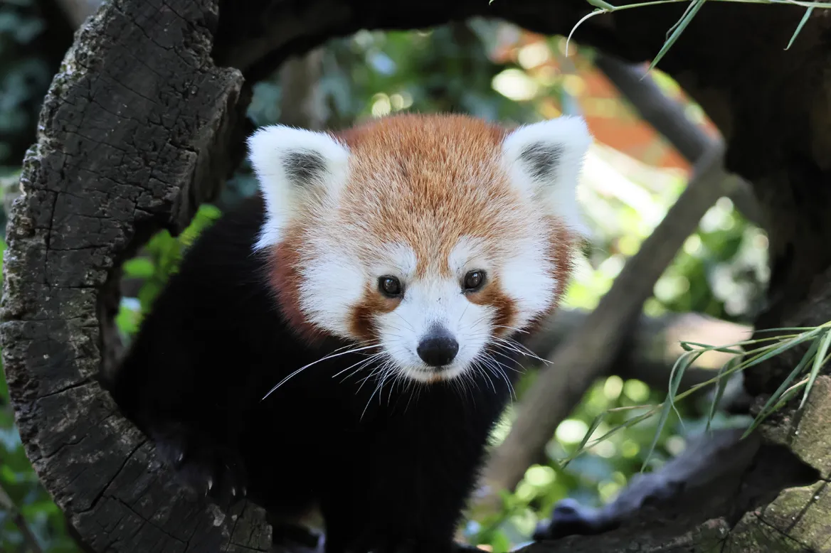 Panda rojo
