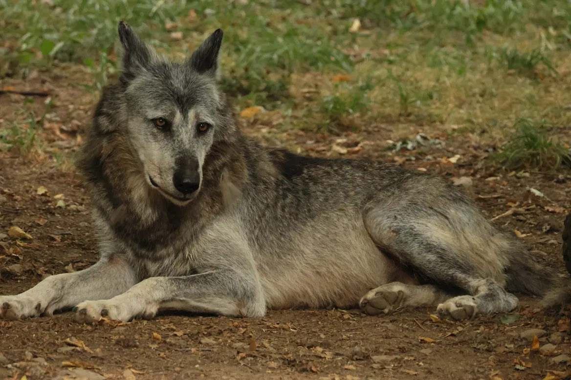 Lobo