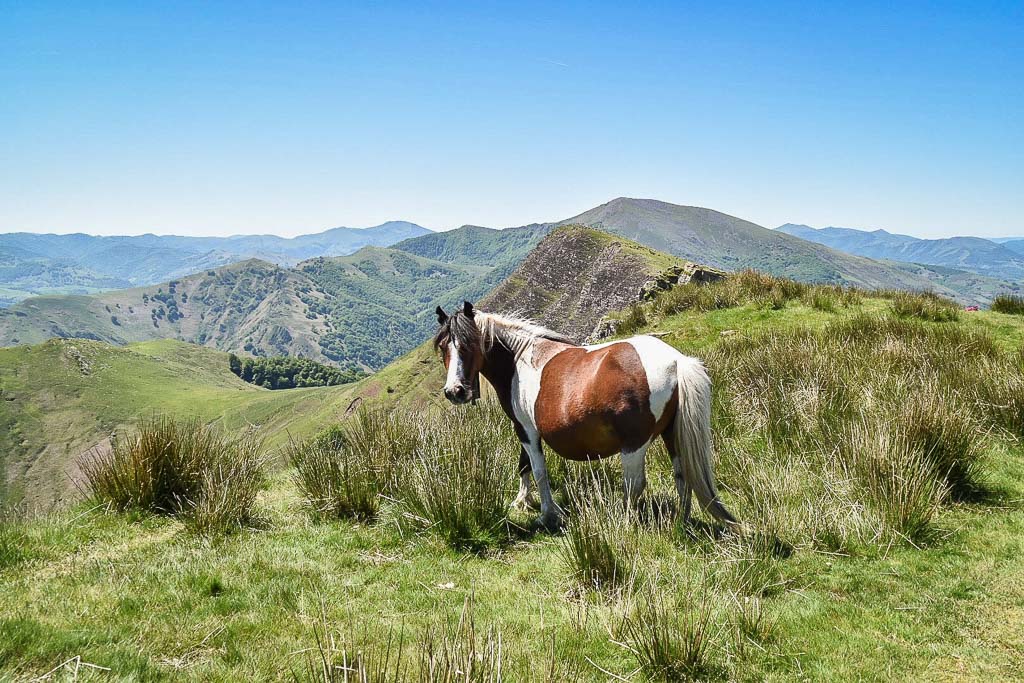 cheval sauvage pays basque
