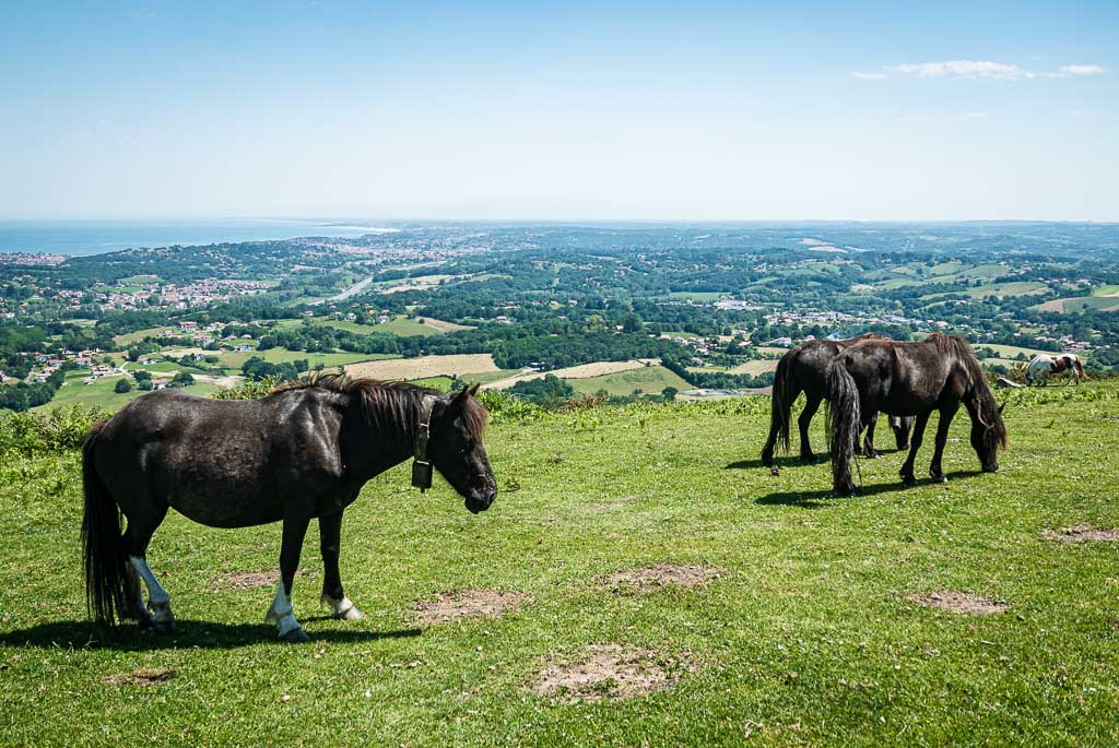 Chevaux sauvages