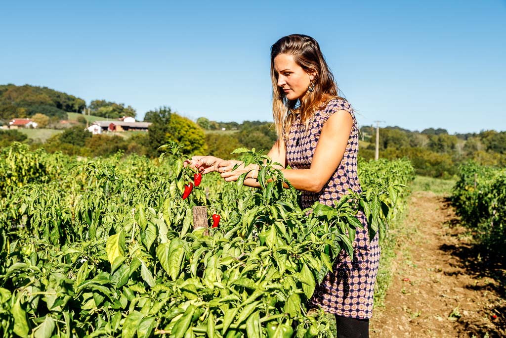 Recogiendo pimiento de Espelette