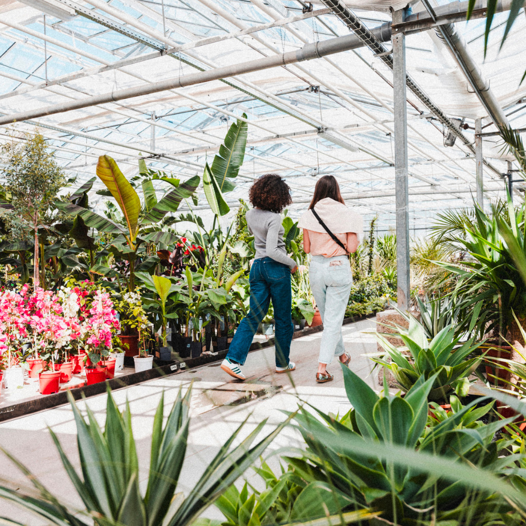 Offrez du Mendi pour Noël - Des plantes, des fleurs et des ateliers créatifs à Anglet