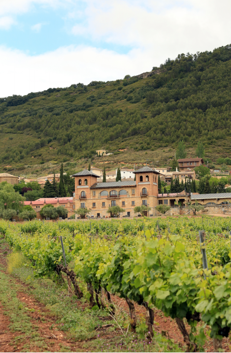 Txakoli