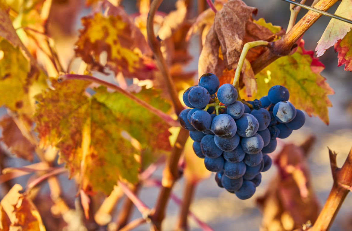 Txakoli