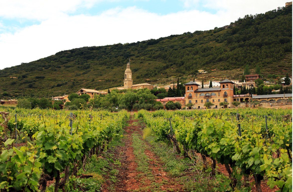 Txakoli