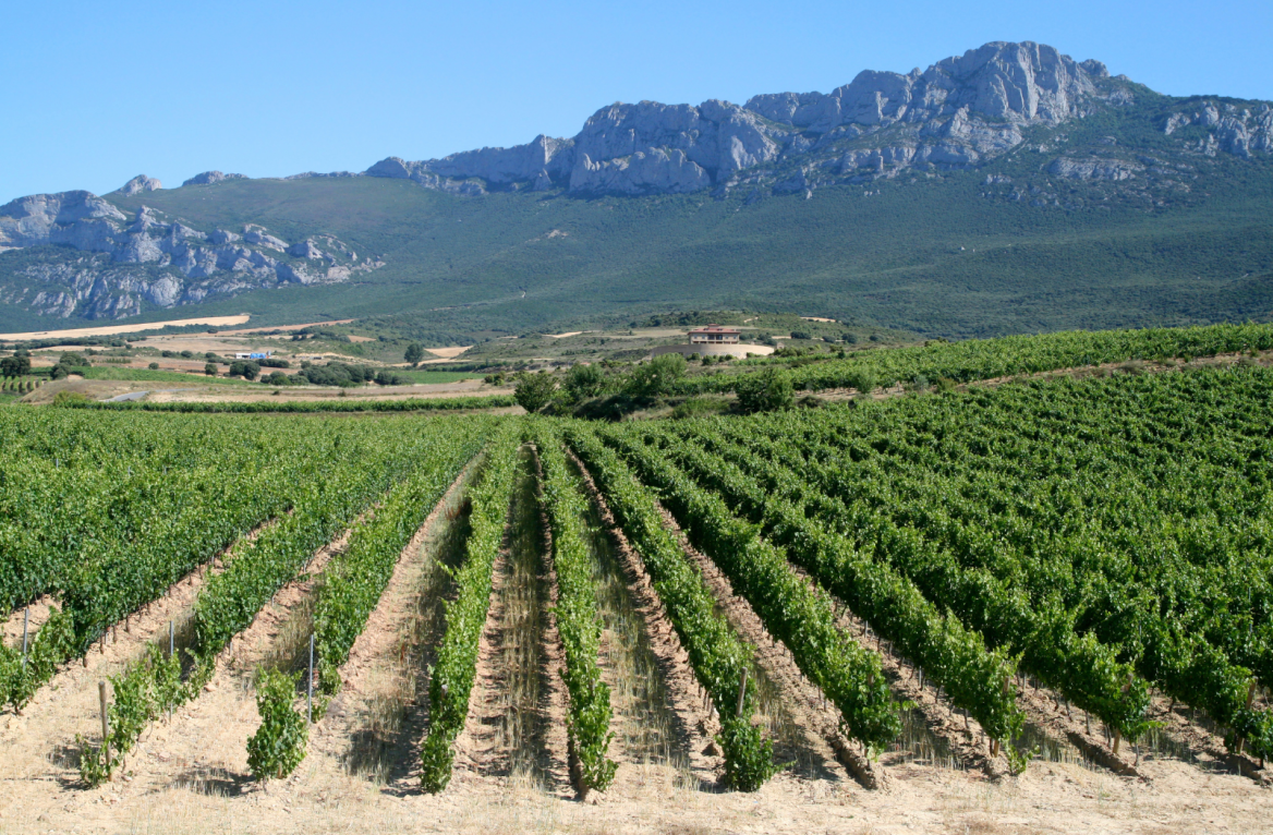 Txakoli