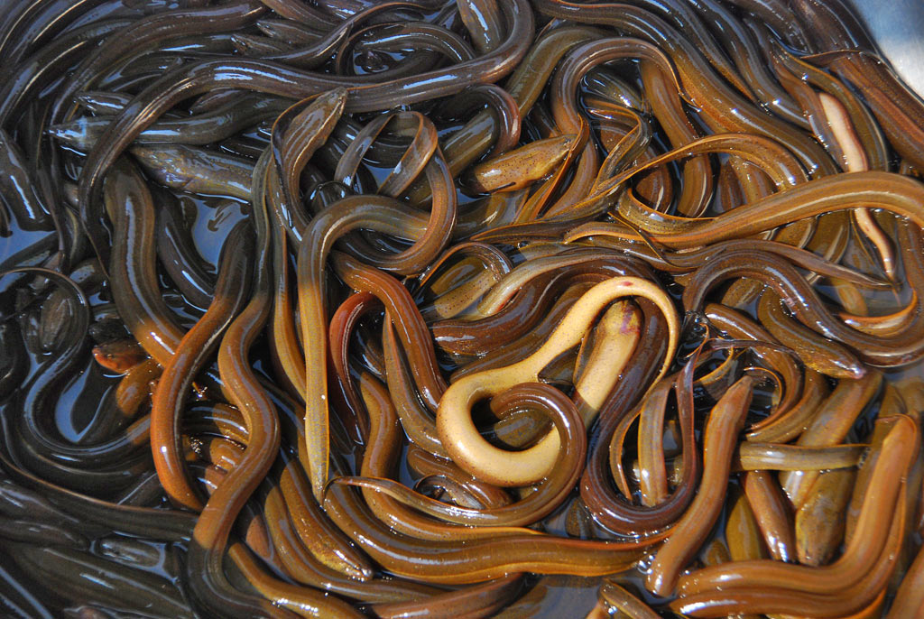Eels