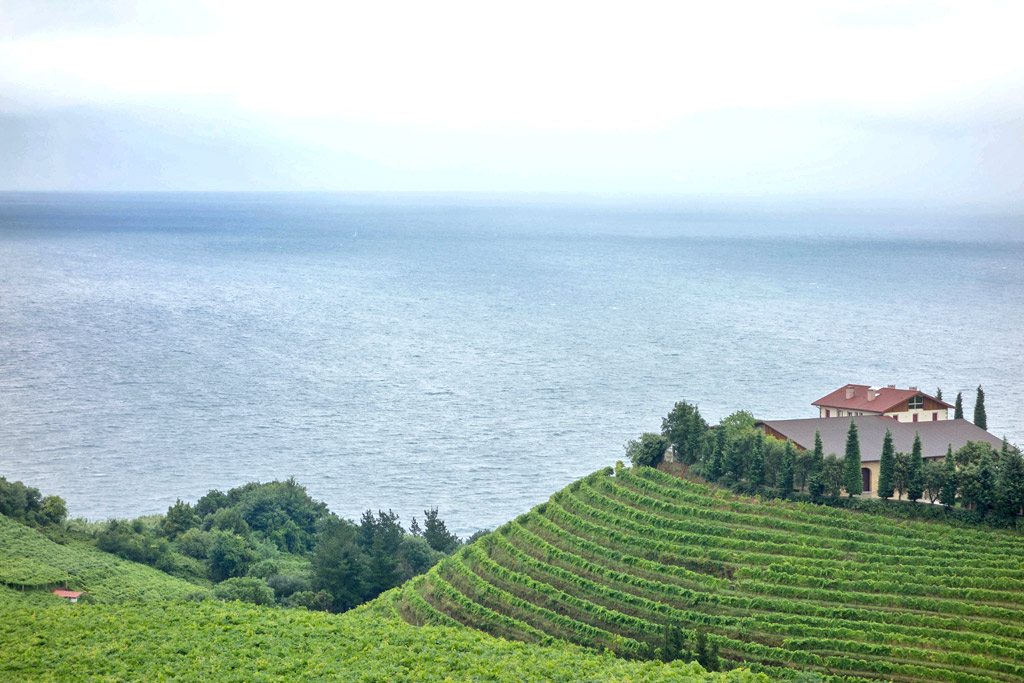 The Txakoli vineyards