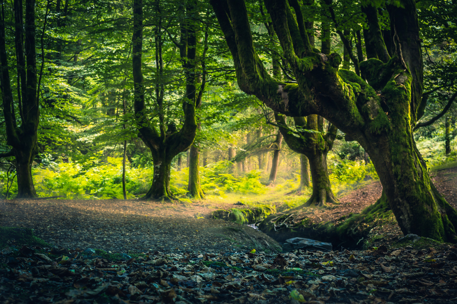 © AdobeStock-Gonzalo-vidaña-Gorbeia