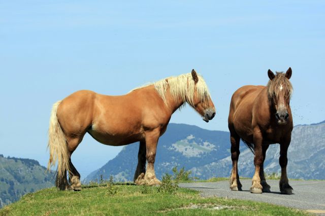Paysage de Montagne au Pays Basque