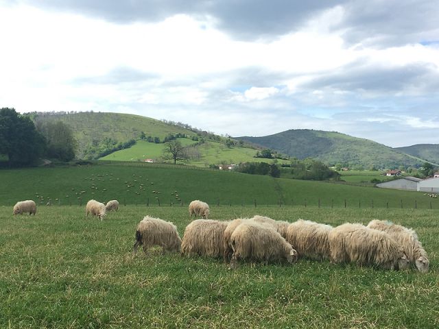 Paysage du Pays Basque
